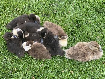 High angle view of sheep on field