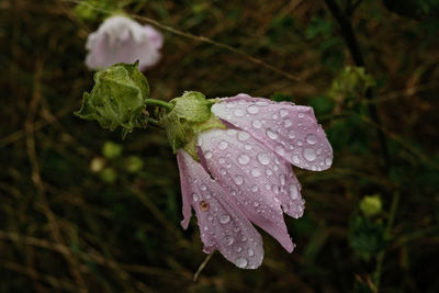 Close-up of raindrops on leaf