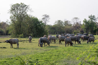 Portrait of buffaloes on field