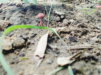 Close-up of plant