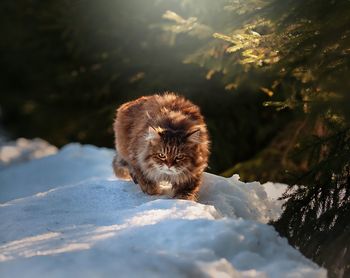 Portrait of cat walking on snow