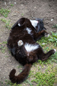 High angle view of dog relaxing on field