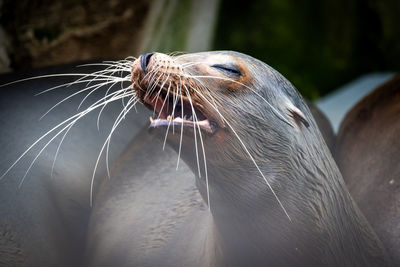 Close-up of seal