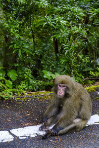 Monkey in forest