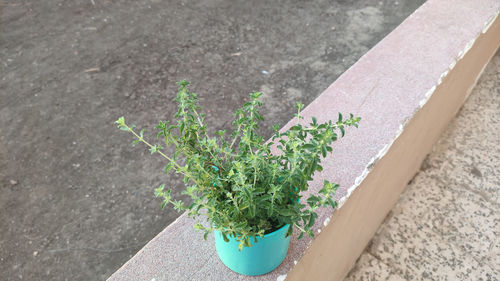 High angle view of potted plant