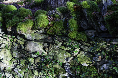 Full frame shot of moss growing on rock