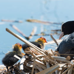 Close-up of a bird