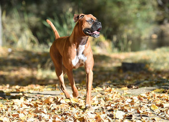 Close-up of a dog on field