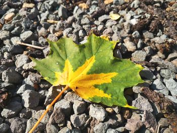 High angle view of yellow leaves on field