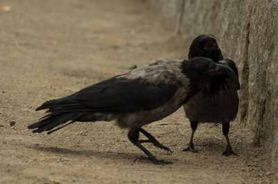 Close-up of a bird