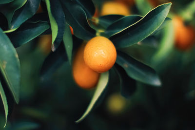 Close-up of orange fruit