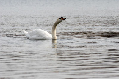 Swan swimming in lake