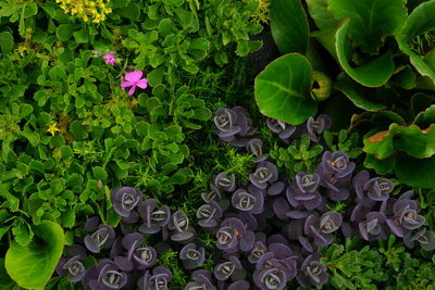High angle view of purple flowering plants