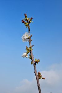 Low angle view of flowering plant against blue sky