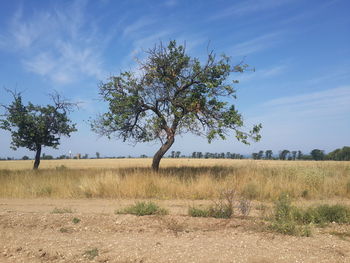 Tree on field against sky