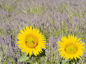 Close-up of yellow sunflower field