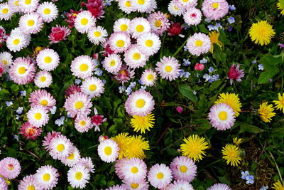 High angle view of daisy flowers