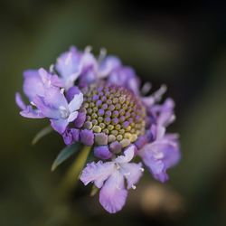 Close-up of purple flowering plant