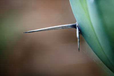 Close-up of lizard on plant