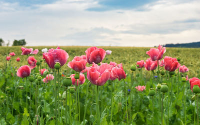 Close-up of pink flowering plants on land