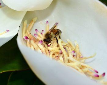 Close-up of housefly on flower