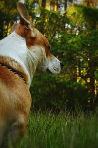 Pitbull corgi mix dog watching in forest at dusk