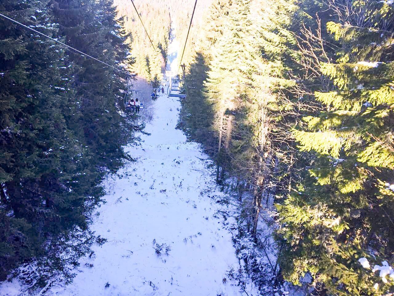 TREES ON SNOW COVERED LANDSCAPE