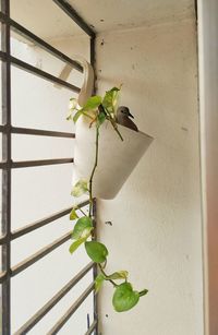 Close-up of bird against wall