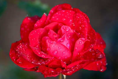 Close-up of water drops on red rose