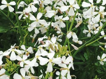 Close-up of white flowers