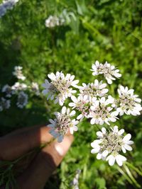 Close-up of hand flowers on tree