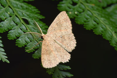 Close-up of fresh green plant
