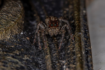 Close-up portrait of spider