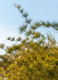 Low angle view of trees against sky