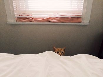 Portrait of dog sleeping on bed at home