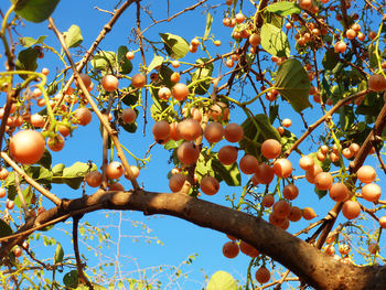 Low angle view of cherry tree against sky