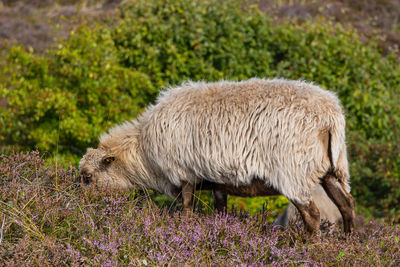 Sheep grazing in a heather field on the island sylt