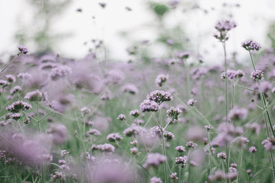 Close-up of purple flowering plants on field