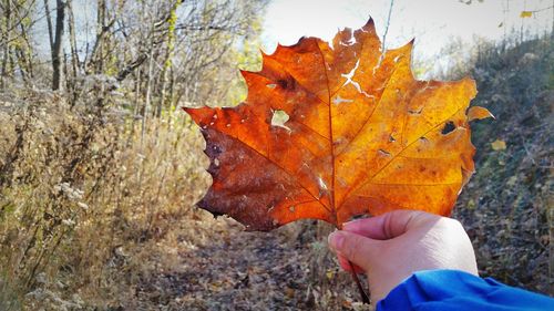 Close-up of hand holding maple leaf in forest