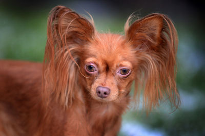 Close-up portrait of a dog