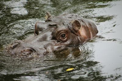 Close-up of the head of a hippopotamus in water