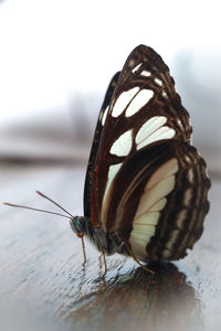 Close-up of butterfly on table