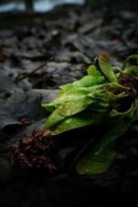 Close-up of plant