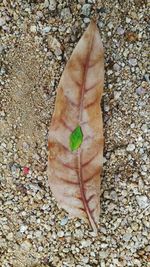 Close-up of leaves on ground