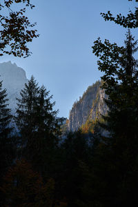 Low angle view of trees against sky