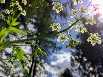 Low angle view of flower tree against sky