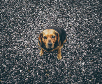 Portrait of dog on pebbles