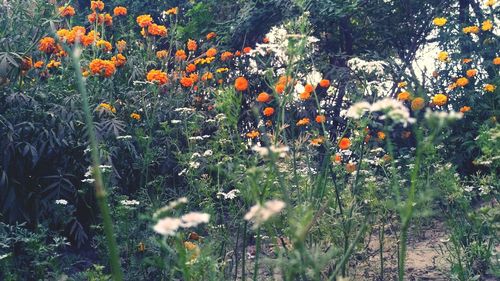 Flowering plants on field