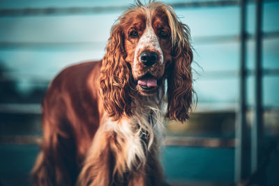 Portrait of a dog looking away