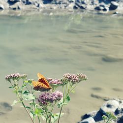 Close-up of butterfly on purple flowering plant